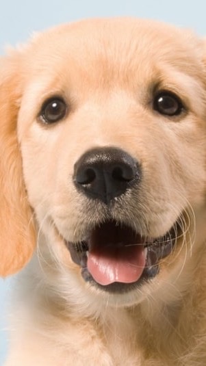 Pets center