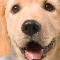 Pets center