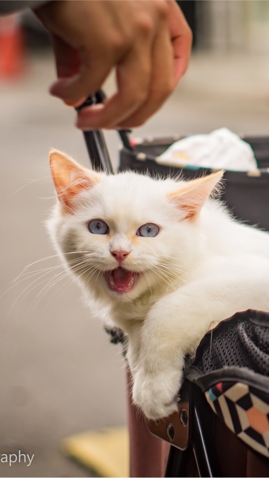 布偶貓🐈吃喝玩樂