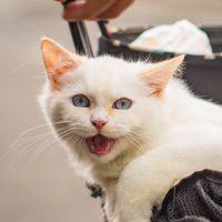 布偶貓🐈吃喝玩樂
