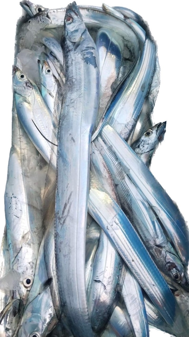 🐟鱻魚舖🇹🇼正港海味保證新鮮