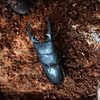 愛知クワガタ好き
