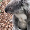 野生動物医学会麻布支部2020  一年生