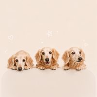寶貝妮