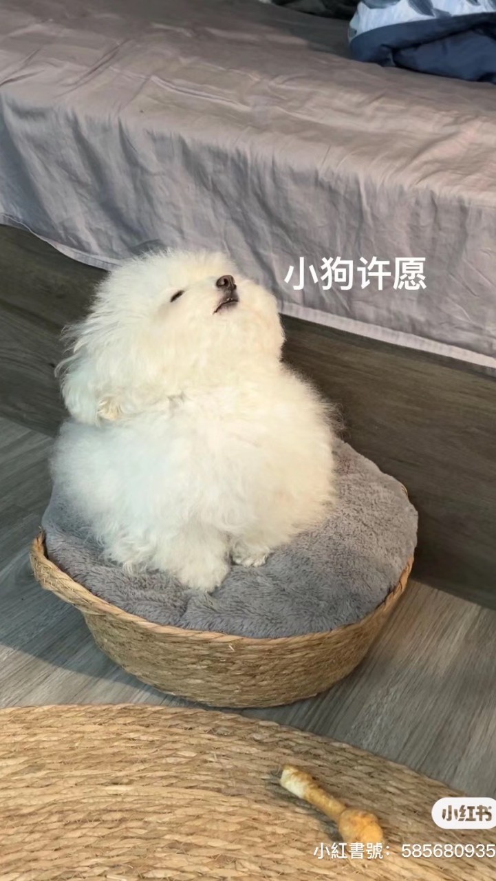 減肥紀錄表