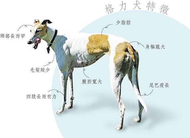 通識導賞 認識格力犬賽狗場外其實牠好斯文 明報 Line Today