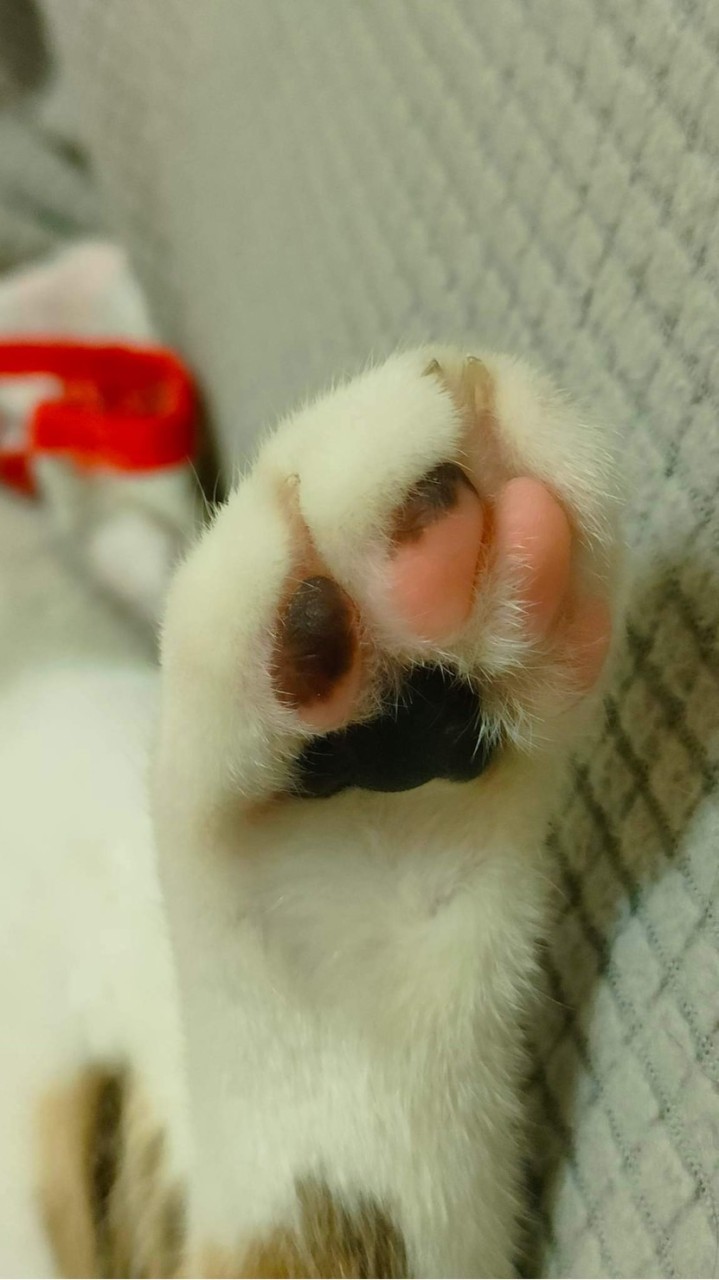 胭花似墨