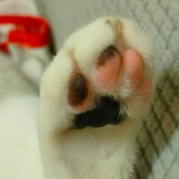 胭花似墨