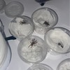 Tarantula lover Thailand