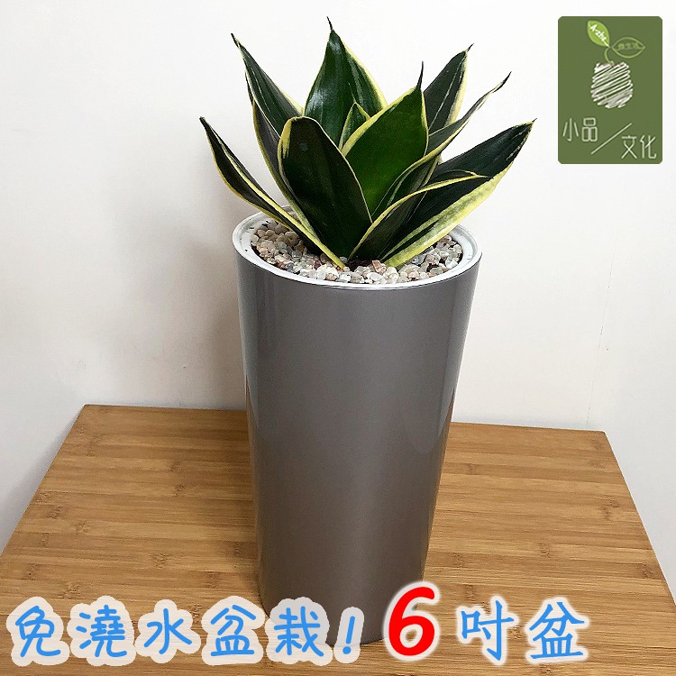 【現貨】短葉金邊虎尾蘭 6吋仿金屬免澆水盆栽【微生活】 觀葉植物 室內植物 自動吸水 創意花盆 開店送禮 居家辦公盆花