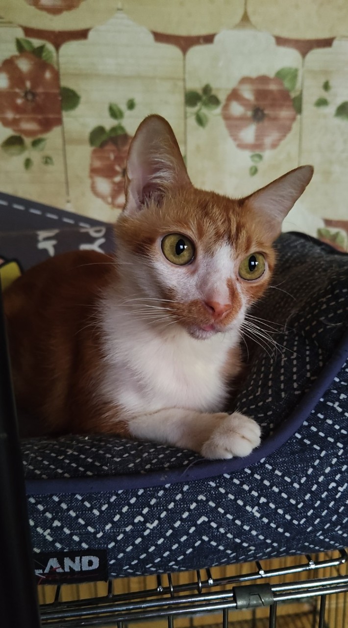 810教學相關社群