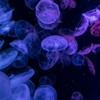 貴方を色付けたい𓈒𓏸︎︎︎︎  全緩