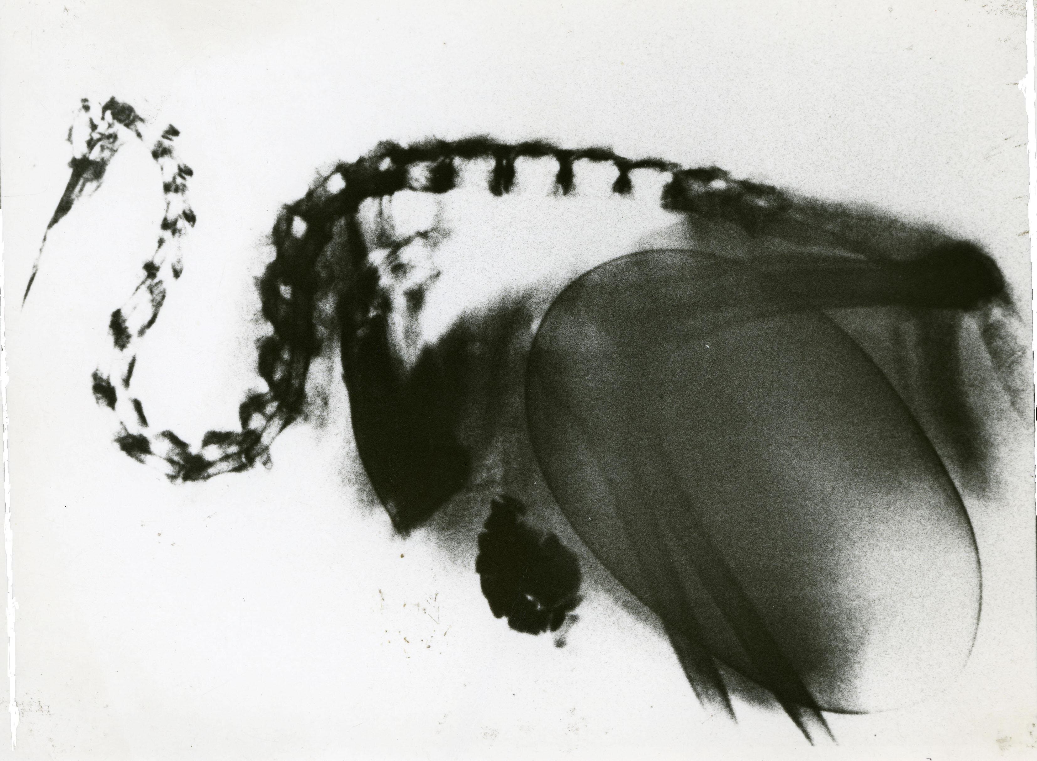 数字で読み解く動物の不思議 キリンの角は2本ではなく5本だった