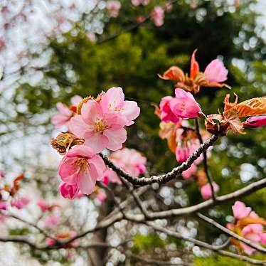 モエレ沼公園 サクラの森 モエレヌマコウエン サクラノモリ モエレ沼公園 桜の名所 By Line Place