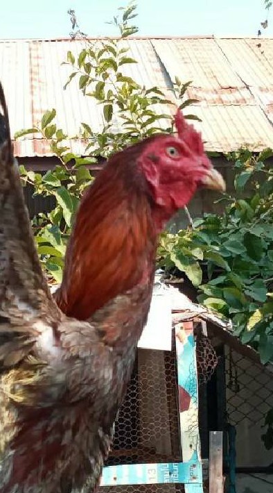 KANAWAPEE FARM