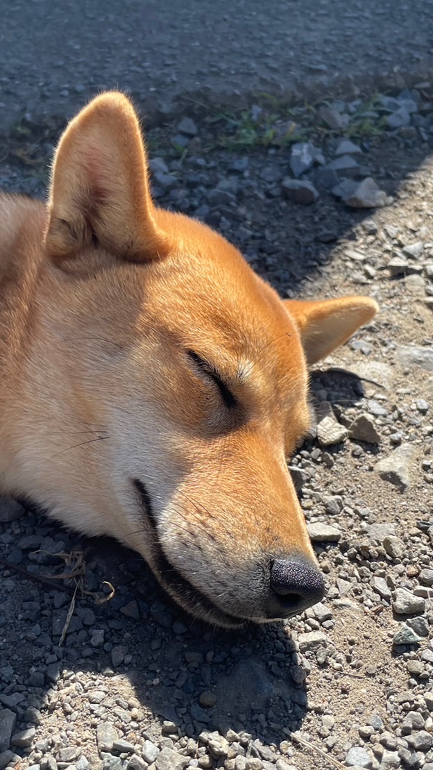 石鎚ふれあいの里コミュニティ