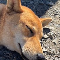 石鎚ふれあいの里コミュニティ