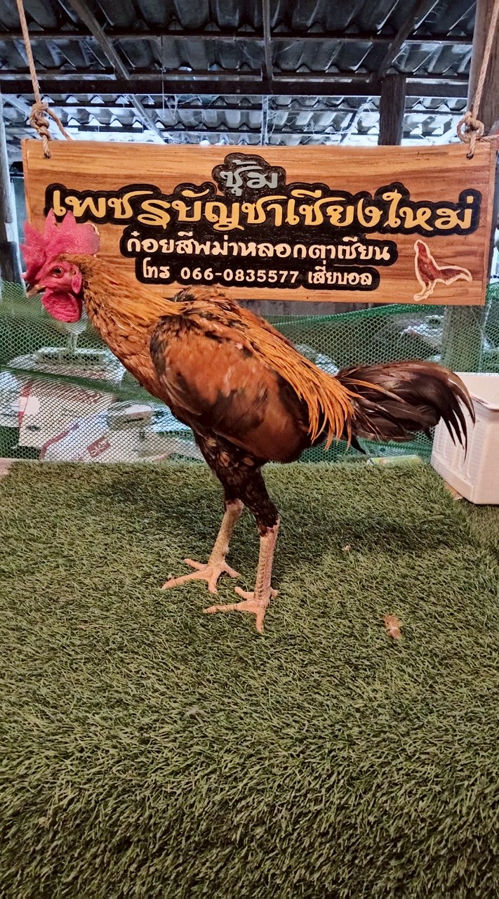 ไก่ชนซุ้มเพชรบัญชาเชียงใหม่