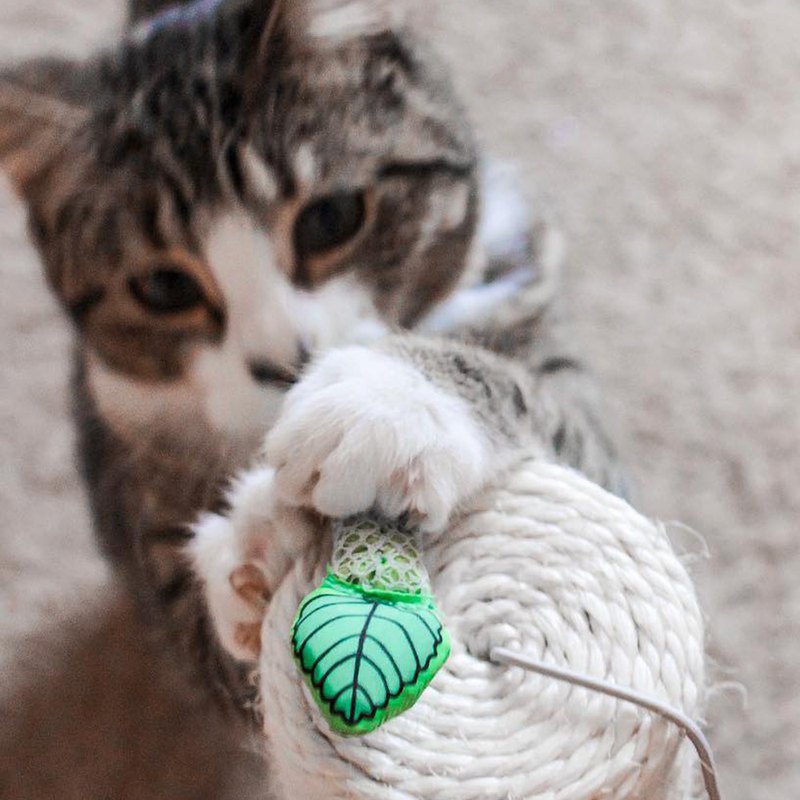 ★內藏貓草及貓草梗，吸引貓咪注意 ★貓草香氣吸引貓咪啃咬，保持口氣清新 ★特殊的網狀表面，讓貓咪在啃咬時就有如同使用牙線潔牙的效果 ★使用時有助於清除牙垢，改善牙齒健康