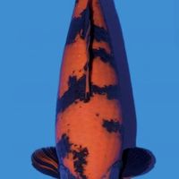 舜鑫錦鯉工作室