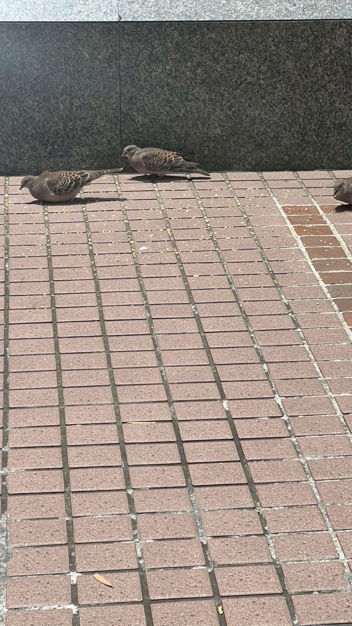 貓戰士 飛族