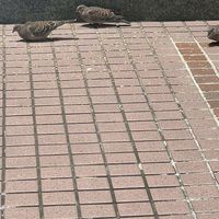 貓戰士 飛族