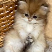 หาตัวแทนเติมเกมงับ รับเติมเกมต่างๆแล้วแต่คนที่เข้ามาเยยคั้บ👉🏻👈🏻😘🤍
