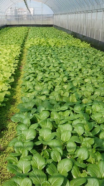 🥬媽媽的菜籃🥬今天吃什麼🤔❤️新鮮