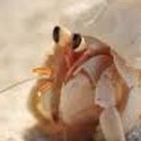 オカヤドカリ飼育委員会