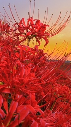 彼岸花開時
