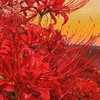 彼岸花開時