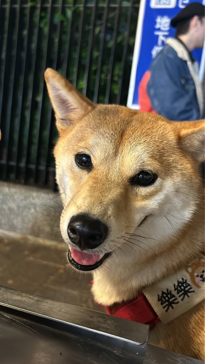 迎風走跳