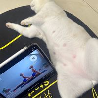 蘆洲羽毛球🏸之約