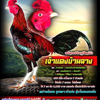 ซุ้มไก่ชน โชคมงคลชัย168