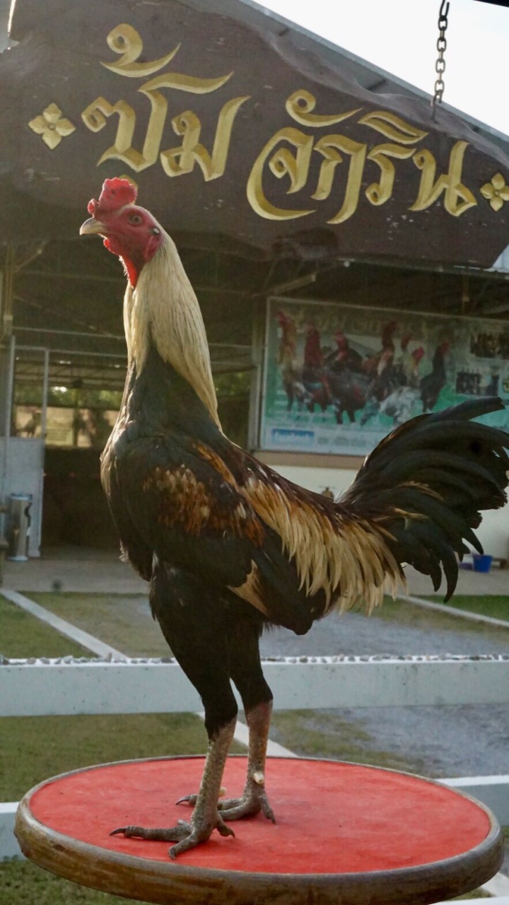 กันต์ไก่ชนเจริญทรัพย์(Deksuphan)
