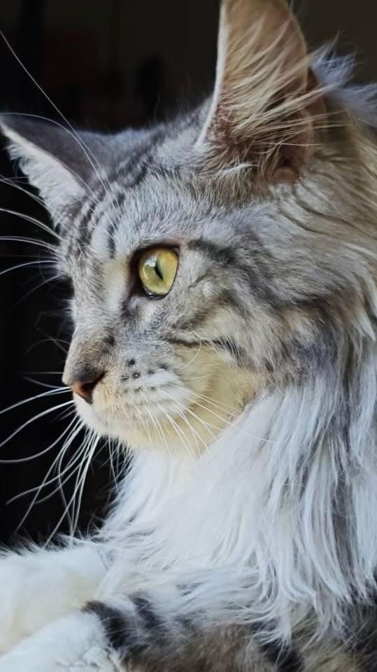 喵覓貓咖啡廳 Meow me café