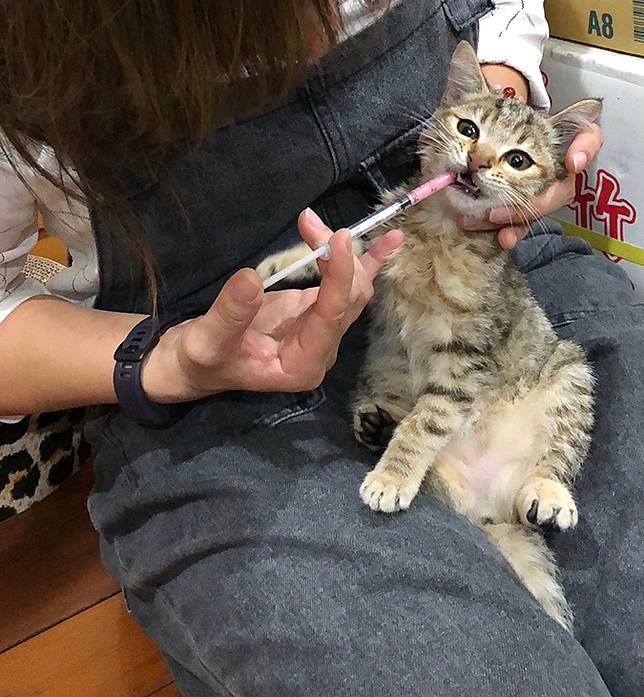 貓咪餵藥有方法奴才輕鬆不必再打仗 哈寵誌 Line Today