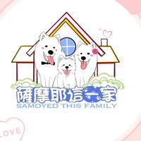 薩摩耶這一家Samoyed this Family
