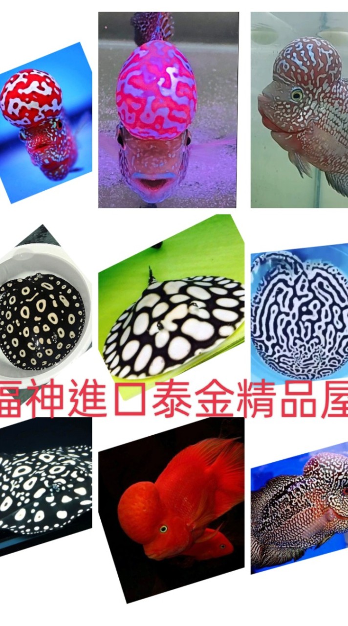 福神 進口泰金精品屋