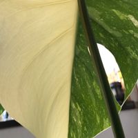 家で育つ観葉植物の会