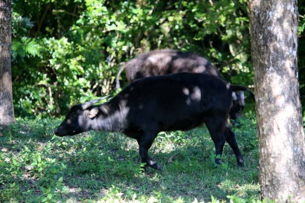 5 Fakta Anoa Hewan Asal Sulawesi Tenggara Yang Hampir Punah