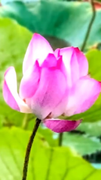 早安美圖🩷 藝術與靈性☀智慧之語