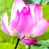 早安美圖🩷 藝術與靈性☀智慧之語