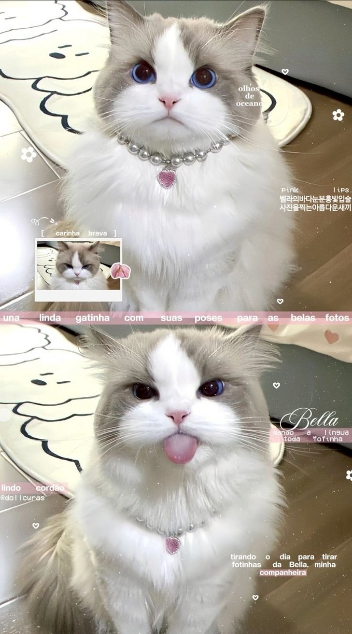 คุยเล่น + หางาน + วาดรูป + เกม