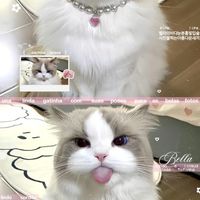 คุยเล่น + หางาน + วาดรูป + เกม