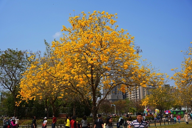 2023廍子公園黃花風鈴木花況,台中最美的黃金公園,廍子公園黃花風鈴木,廍子公園黃花風鈴木花況