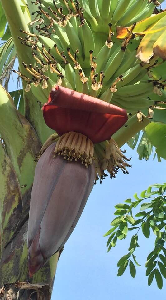 สวนอินทรีย์