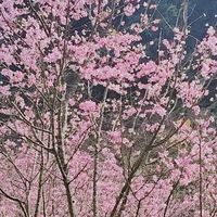 甜甜美美分享聊天群