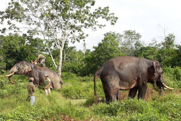 Unduh 8700 Koleksi Gambar Gajah Yang Sudah Diwarnai Paling Baru HD