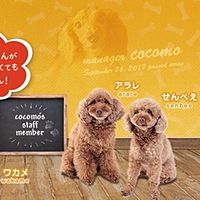 犬カフェcocomo Line Official Account